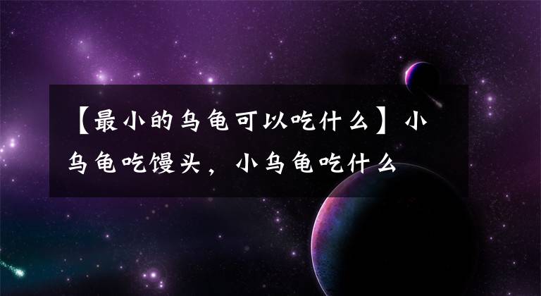 【最小的乌龟可以吃什么】小乌龟吃馒头,小乌龟吃什么