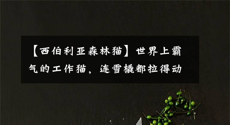 【西伯利亚森林猫】世界上霸气的工作猫，连雪橇都拉得动！