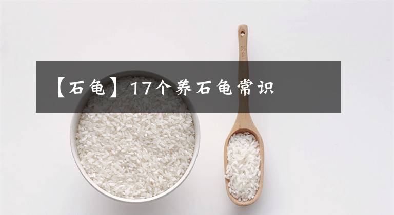 【石龟】17个养石龟常识