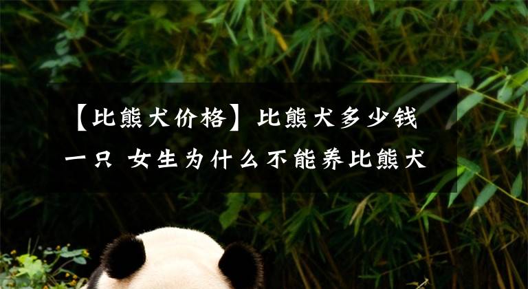 【比熊犬价格】比熊犬多少钱一只 女生为什么不能养比熊犬