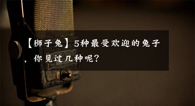 【狮子兔】5种最受欢迎的兔子，你见过几种呢？