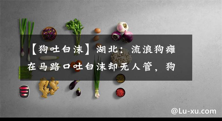 【狗吐白沫】湖北：流浪狗瘫在马路口吐白沫却无人管，狗狗：我好痛，谁来救我