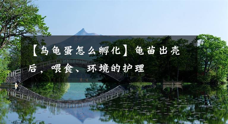 【乌龟蛋怎么孵化】龟苗出壳后，喂食、环境的护理