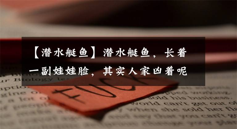 【潜水艇鱼】潜水艇鱼，长着一副娃娃脸，其实人家凶着呢！