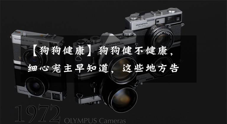 【狗狗健康】狗狗健不健康，细心宠主早知道，这些地方告诉你答案