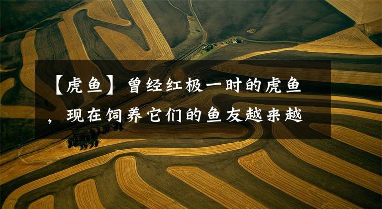 【虎鱼】曾经红极一时的虎鱼,现在饲养它们的鱼友越来越少,为什么呢?