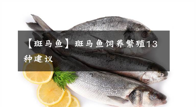 【斑马鱼】斑马鱼饲养繁殖13种建议