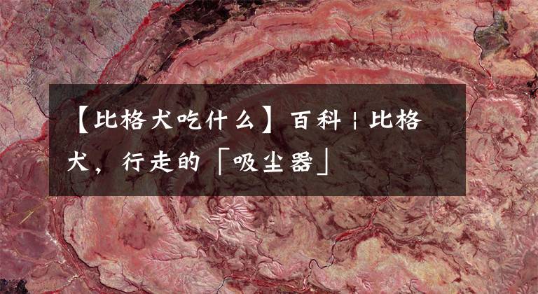 【比格犬吃什么】百科 | 比格犬,行走的「吸尘器」