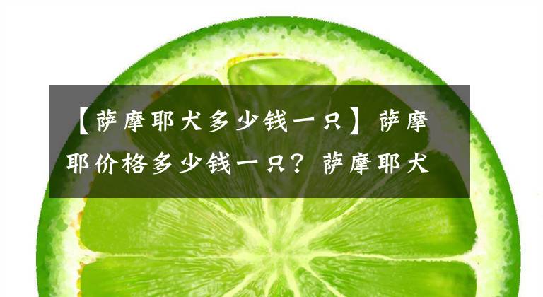 【萨摩耶犬多少钱一只】萨摩耶价格多少钱一只？萨摩耶犬适合家养吗？