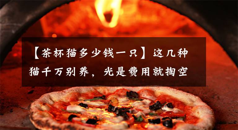 【茶杯猫多少钱一只】这几种猫千万别养,光是费用就掏空你,买后就成了医院的“常客”