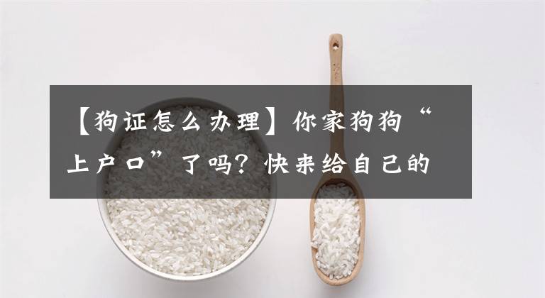 【狗证怎么办理】你家狗狗“上户口”了吗？快来给自己的爱犬办证啦！