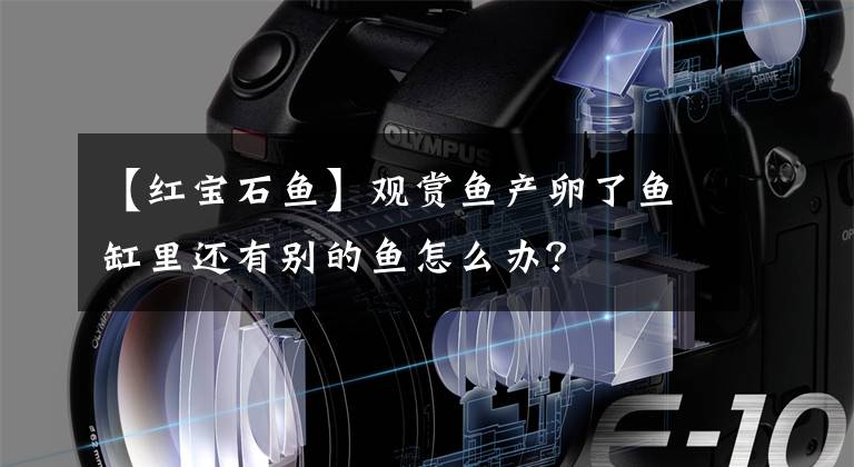 【红宝石鱼】观赏鱼产卵了鱼缸里还有别的鱼怎么办？