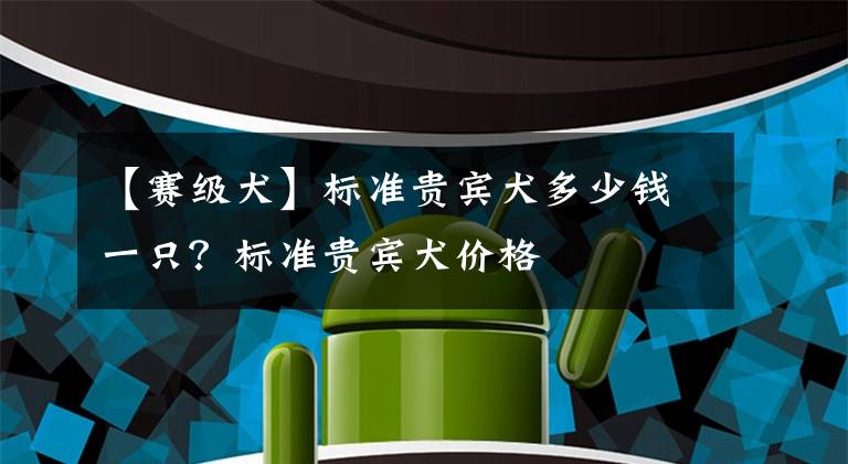 【赛级犬】标准贵宾犬多少钱一只？标准贵宾犬价格
