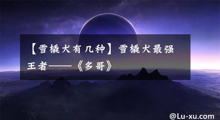 【雪橇犬有几种】雪橇犬最强王者——《多哥》