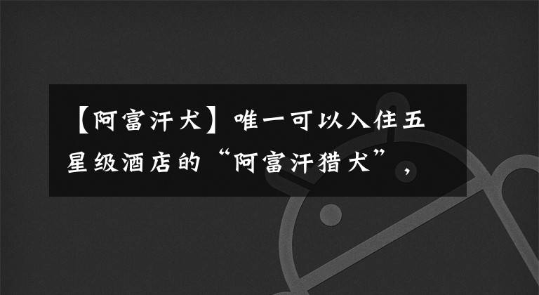 【阿富汗犬】唯一可以入住五星级酒店的“阿富汗猎犬”,竟是傻狗?