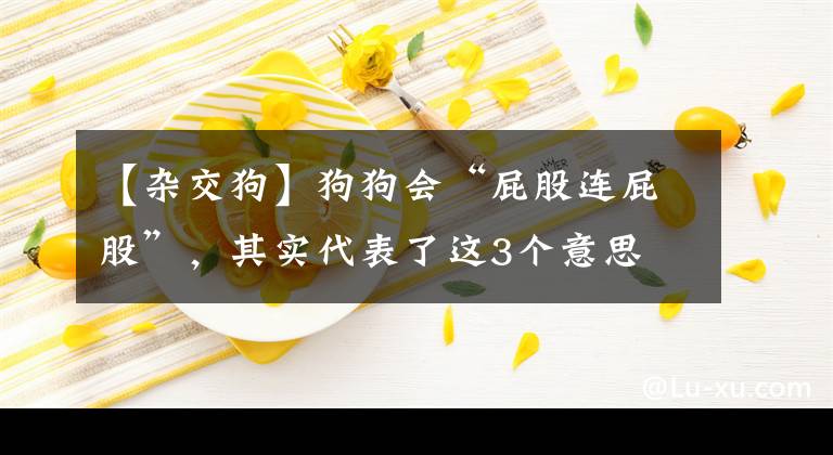 【杂交狗】狗狗会“屁股连屁股”，其实代表了这3个意思
