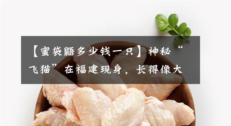 【蜜袋鼯多少钱一只】神秘“飞猫”在福建现身，长得像大老鼠，腿一蹬就能飞60米远