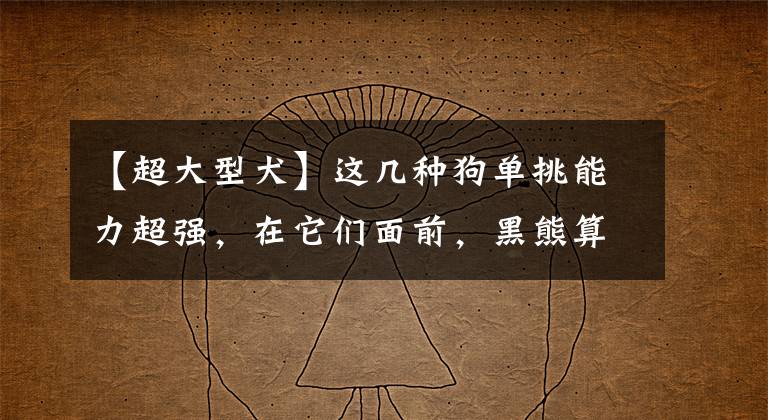【超大型犬】这几种狗单挑能力超强,在它们面前,黑熊算什么