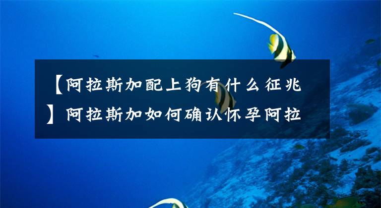 【阿拉斯加配上狗有什么征兆】阿拉斯加如何确认怀孕阿拉斯加怀孕初期的征兆?