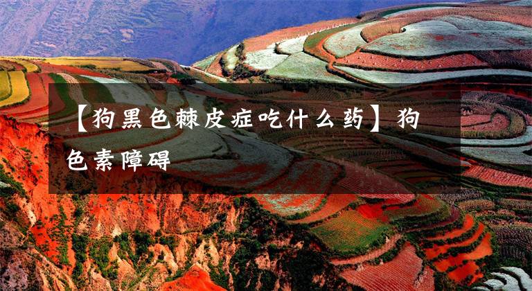 【狗黑色棘皮症吃什么药】狗色素障碍