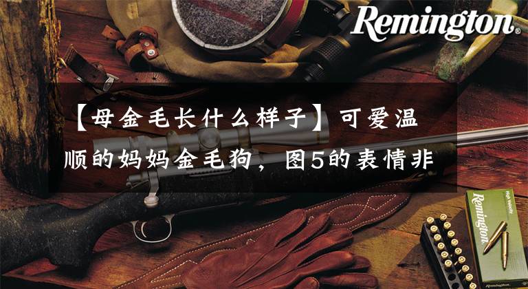 【母金毛长什么样子】可爱温顺的妈妈金毛狗，图5的表情非常好！