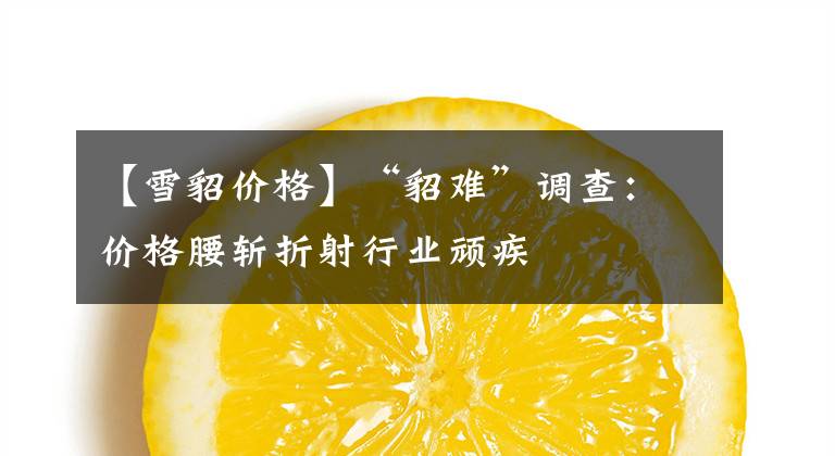 【雪貂价格】“貂难”调查：价格腰斩折射行业顽疾