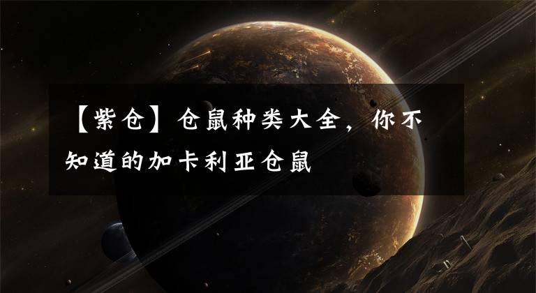 【紫仓】仓鼠种类大全，你不知道的加卡利亚仓鼠