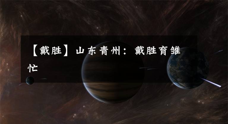 【戴胜】山东青州:戴胜育雏忙