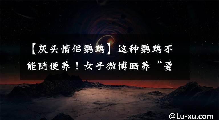 【灰头情侣鹦鹉】这种鹦鹉不能随便养！女子微博晒养“爱宠”被举报