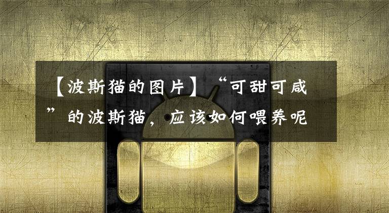 【波斯猫的图片】“可甜可咸”的波斯猫,应该如何喂养呢?爱猫的人士别错过