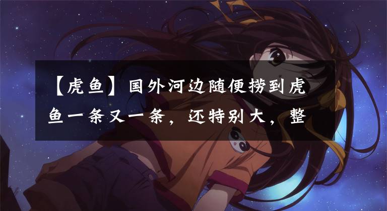 【虎鱼】国外河边随便捞到虎鱼一条又一条，还特别大，整个脸盆都装不下！