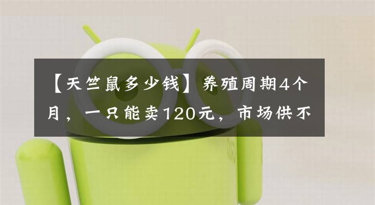 【天竺鼠多少钱】养殖周期4个月,一只能卖120元,市场供不应求,农民:后悔养太少