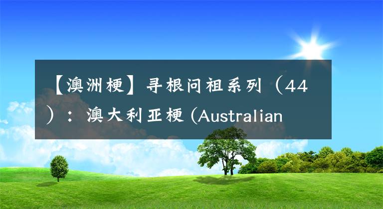 【澳洲梗】寻根问祖系列（44）：澳大利亚梗 (Australian Terrier)