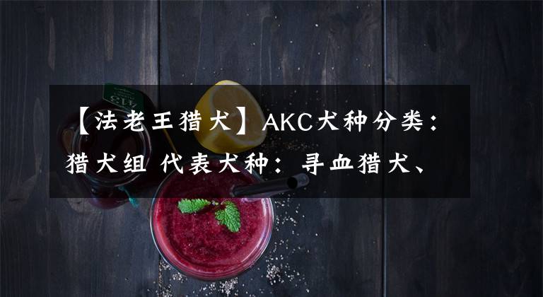 【法老王猎犬】AKC犬种分类:猎犬组 代表犬种:寻血猎犬、法老王猎犬