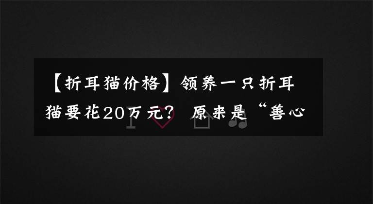 【折耳猫价格】领养一只折耳猫要花20万元？ 原来是“善心妹”遭遇“心机姐”