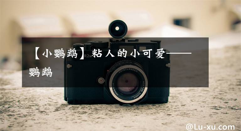 【小鹦鹉】粘人的小可爱——鹦鹉