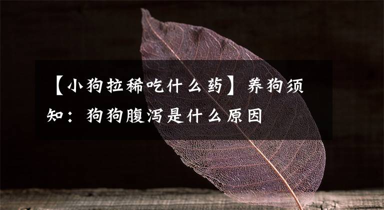 【小狗拉稀吃什么药】养狗须知:狗狗腹泻是什么原因