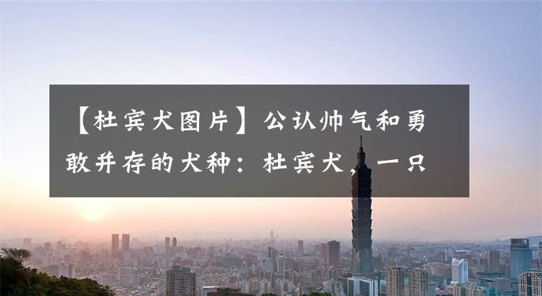 【杜宾犬图片】公认帅气和勇敢并存的犬种：杜宾犬，一只非常凶猛的狗狗