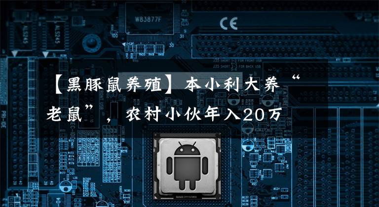 【黑豚鼠养殖】本小利大养“老鼠”，农村小伙年入20万