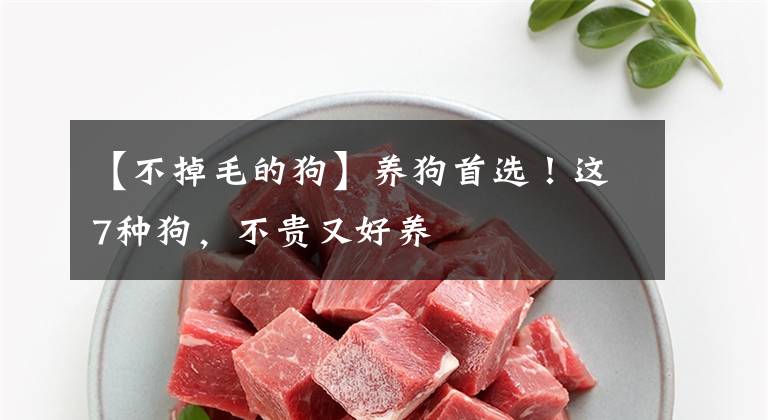 【不掉毛的狗】养狗首选！这7种狗，不贵又好养