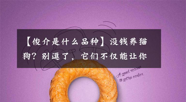 【俊介是什么品种】没钱养猫狗?别逗了,它们不仅能让你快乐,甚至比你赚得还要多!