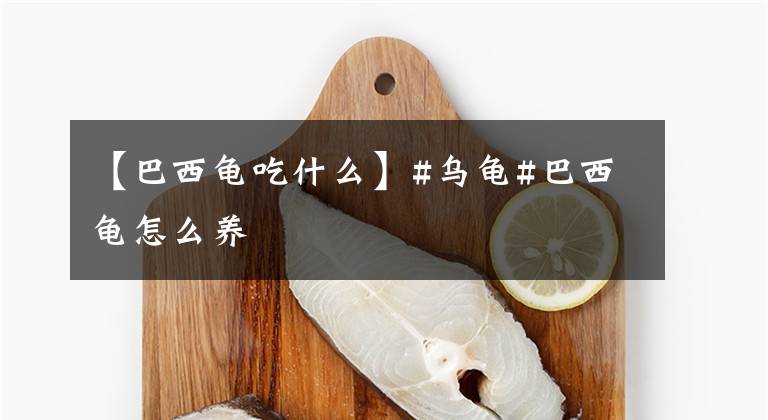 【巴西龟吃什么】#乌龟#巴西龟怎么养