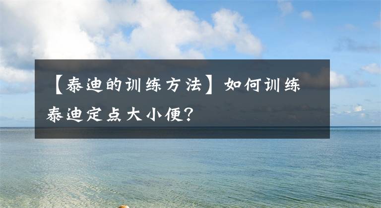 【泰迪的训练方法】如何训练泰迪定点大小便?