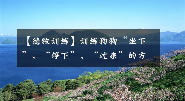 【德牧训练】训练狗狗“坐下”、“停下”、“过来”的方法