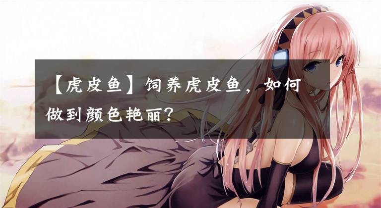 【虎皮鱼】饲养虎皮鱼，如何做到颜色艳丽？