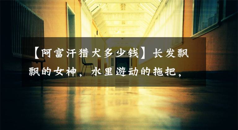 【阿富汗猎犬多少钱】长发飘飘的女神,水里游动的拖把,阿富汗猎犬真是又高贵又沙雕呢