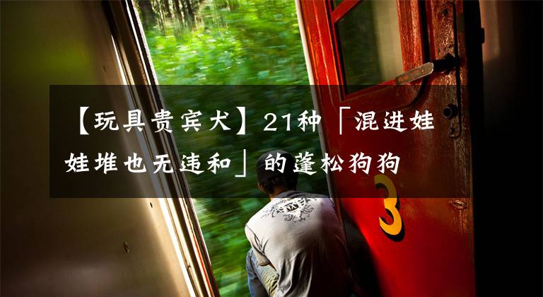 【玩具贵宾犬】21种「混进娃娃堆也无违和」的蓬松狗狗