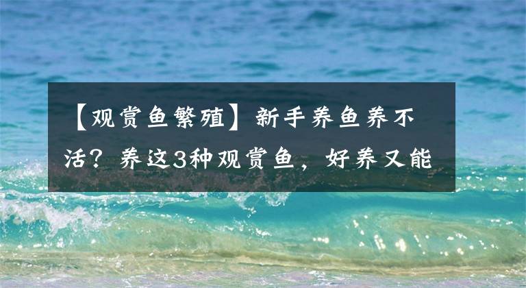 【观赏鱼繁殖】新手养鱼养不活?养这3种观赏鱼,好养又能生小鱼,鱼缸很快满