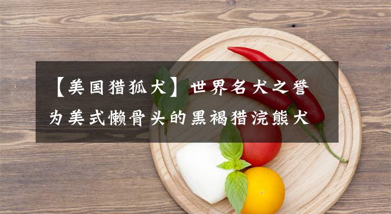 【美国猎狐犬】世界名犬之誉为美式懒骨头的黑褐猎浣熊犬