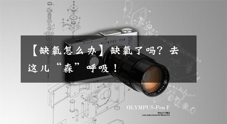 【缺氧怎么办】缺氧了吗？去这儿“森”呼吸！